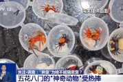 辽宁@铲屎官们 养“异宠”或危害国家安全 这些行为违法了